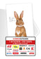 Frohe Ostern - Osterhase